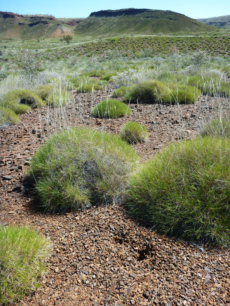 Can you spot the entrances on this Pebble Mouse Mound in Nyimili.
