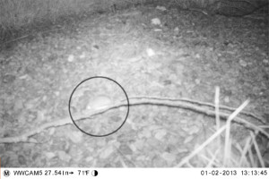 Motion capture of Pebble Mouse