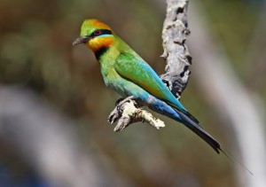 Rainbow Bee-eater
